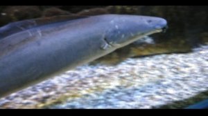 Пресноводная Параптеронотус рыба нож Хасемана