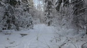 Охота НА ЛОСЯ. УДАЧНЫЙ выезд на охоту.