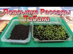 Присыпаем землёй рассаду Курительного Табака.