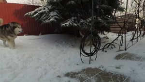 Маламуты сбежали. Вся надежда на Лорда