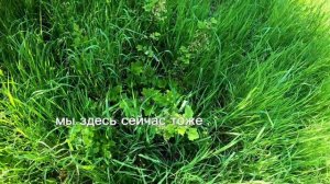 Уборка в ежевичнике, ежевичник на пасеке