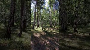 ЛЕСА Северного КАЗАХСТАНА!!! Наши Берёзки и пенье птиц! Жизнь как есть!!!