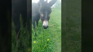 мой любимый ослик