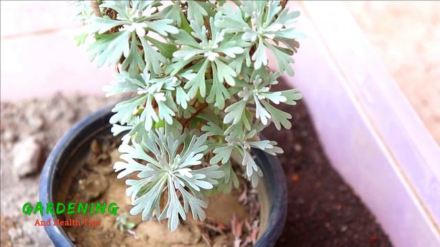সিলভার মাউন্ড /সিলভার ডাস্ট গাছের সম্পূর্ণ পরিচর্যা || Silver Dust/Silver artemisia ornamental plan смотреть онлайн