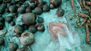 Морковь храним на зиму в пакетах