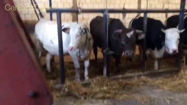 Как Кормят Коров в Польше пресс-подборщиком Welger смотреть онлайн