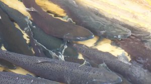 РЫБА ДЛЯ КМНС