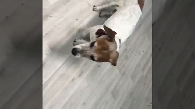Харитон