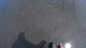 Сбор морепродуктов во время отлива. Моллюски на мелководье.