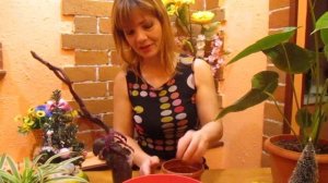 ГИНУРА , ПЕРЕСАДКА И УХОД ЗА НЕЙ В ГОСТЯХ У ЕЛЕНЫ .