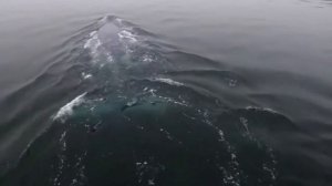 Гренландский кит.Полярные истории