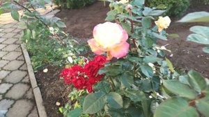 Роза Восточный экспресс. Дебют 2021.