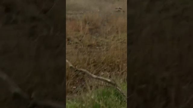 СВО (АГС В ДЕЛЕ)! СМОТРЕТЬ ДО КОНЦА!!! смотреть онлайн