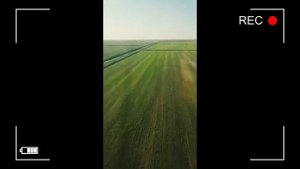 Рисовые поля Калмыкии / Рис из поселка Большой Царын: экологически чистый, вкусный. Оптовые поставк