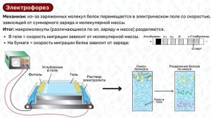 Очистка белков, выделение белков: диализ, электрофорез, хроматография, высаливание / БИОХИМИЯ белко