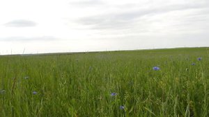 Медоносы в июне