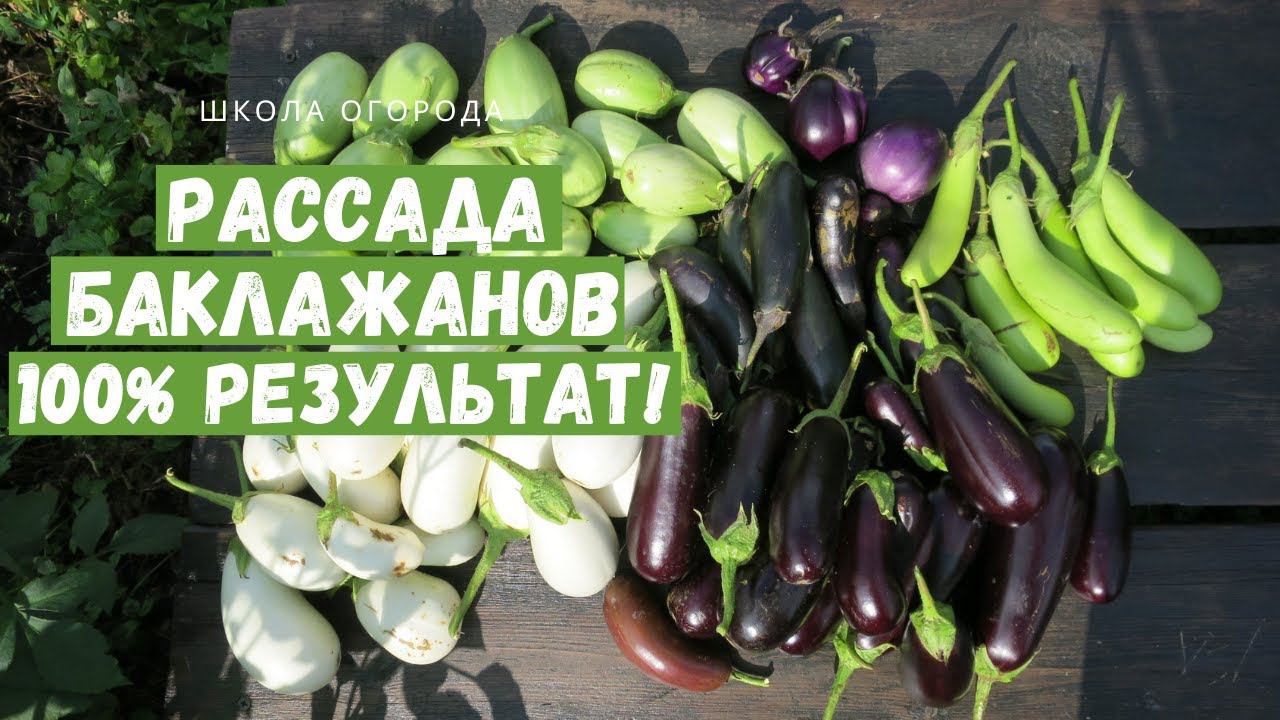 Всегда шикарная рассада баклажанов! Все секреты и полезные советы
