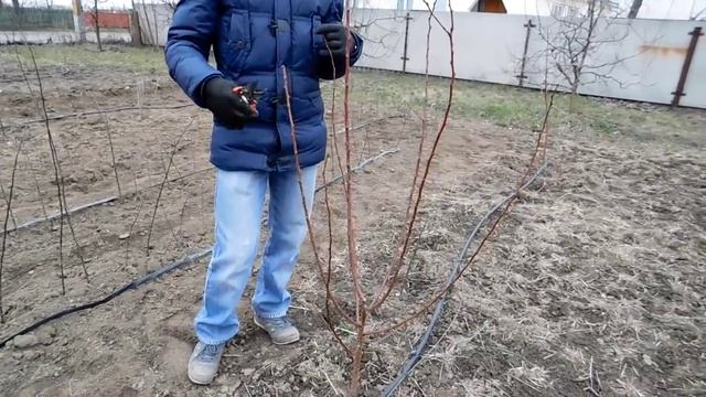 ОБРЕЗКА САЖЕНЦЕВ ПОСЛЕ ПОСАДКИ. 2. Абрикос pruning apricot смотреть онлайн