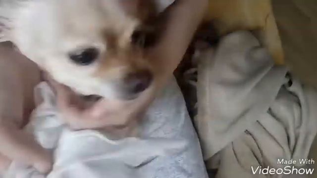 Как правильно глистогонить собак . смотреть онлайн