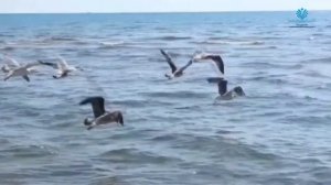 Наталья Шевченко "Ах, эти тучи в голубом" Слова В.Аксенов, П.Синявский музыка А.Журбин