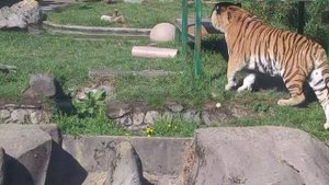 Siberian Tiger Natural Gracefulness and Beauty.(Сибирский тигр, естественная природная красота)