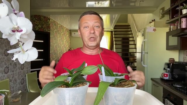 КОРНИ ОРХИДЕЯМ наращиваем БЕЗ ХИМИИ и СТИМУЛЯТОРОВ как нарастить корни орхидеи