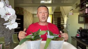 КОРНИ ОРХИДЕЯМ наращиваем БЕЗ ХИМИИ и СТИМУЛЯТОРОВ как нарастить корни орхидеи