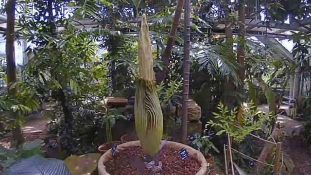 Timelapse of Titus, Titan Arum growing 19-26 June 2017 at CUBG смотреть онлайн