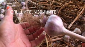 Правильная ОБРЕЗКА, СУШКА, ХРАНЕНИЕ, ЧЕСНОКА. Хороший ЧЕСНОК планируют при ПОСАДКЕ