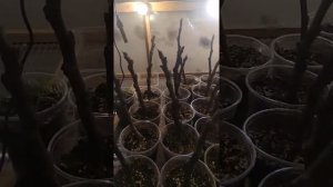 Продолжаем проращивать черенки инжира и экзотики.