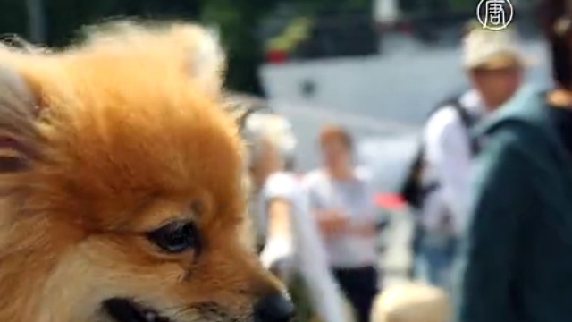 «Леди на велосипеде» проехались по Москве смотреть онлайн