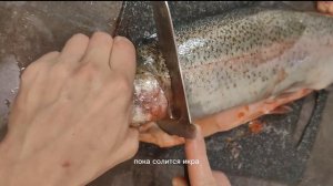 Как засолить форель и икру форели в домашних условиях быстро и вкусно