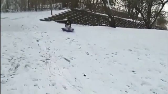 Собака катается со снежной горки смотреть онлайн