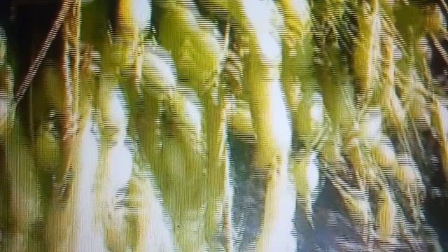 КАК СНИЗИТЬ ХОЛЕСТЕРИН 5.12.2018 смотреть онлайн