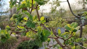 Ива-Парк - частный парк в японском стиле в Тюмени