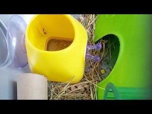 Хомяк лайв  Hamster Live Шесть часов наблюдения за хомяком