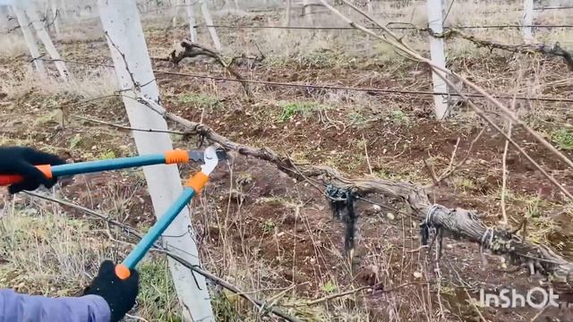 Работа в Крыму зимой. Обрезка винограда