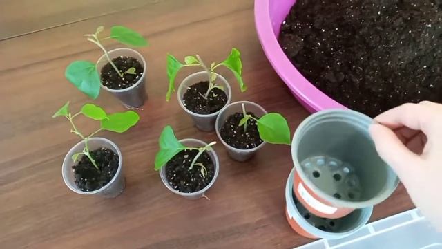 Перевалка черенков Бугенвиллии #бугенвиллия #черенкибугенвиллии смотреть онлайн