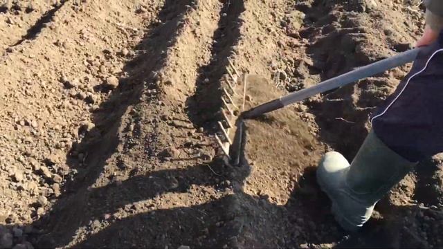 Посадка чеснока и однозубки любаши смотреть онлайн