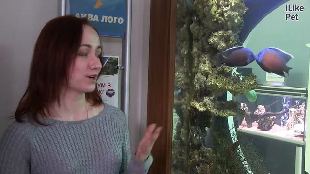 Аквариум Псевдоморе АкваЛого на ilikePet