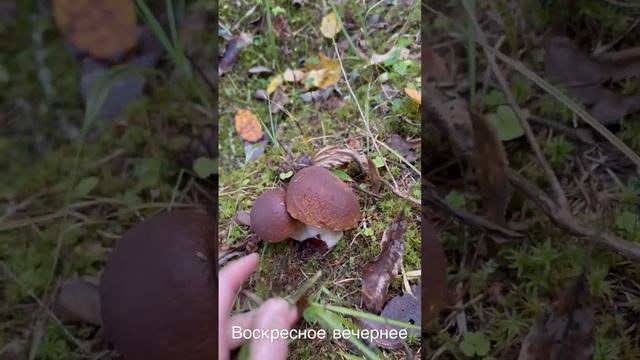 #грибочки #грибоискатель #грибалка #тихаяохота #mushroomhunter #mushroomlover #boletus #тихая_охота