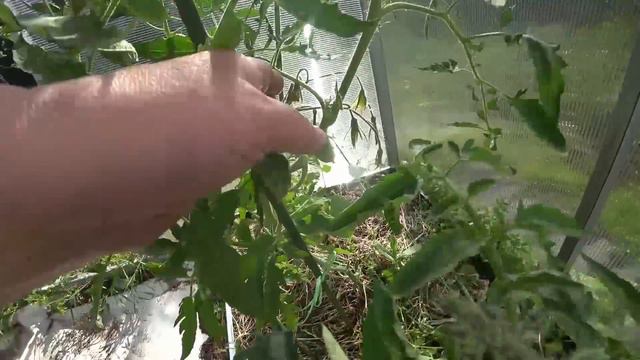 29 июня. Готовила плов из перловки и в это время немного показала вам огород на сегодня. смотреть онлайн