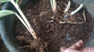 How To Propagate Variegated Shell Ginger Plant