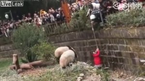 Девочка упала в вольер с пандами 