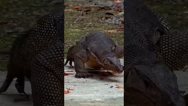 Asian Water Monitor/5 Most Unusual Pets in the World .