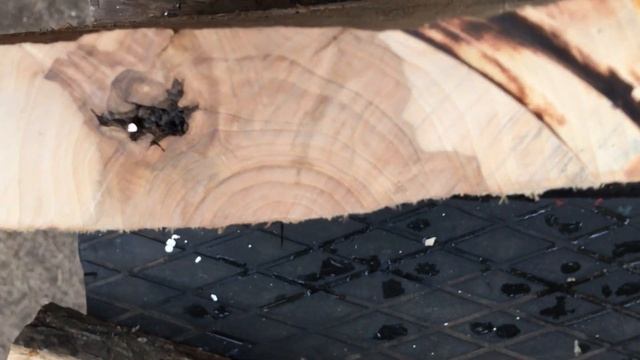 Гвоздь, медный в середине 60 летней яблоне? смотреть онлайн