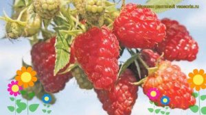 Малина обыкновенная Красная гвардия. Краткий обзор, описание характеристик Krasnaia gvardiia