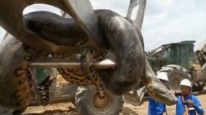 ТОП 5 самых ОГРОМНЫХ змей когда либо найденных человеком