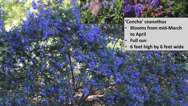 How To Grow California Native Ceanothus For Bees смотреть онлайн