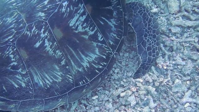 Созерцай и засыпай глубоким сном! Подводный морской мир способствует медитации и релаксации! смотреть онлайн